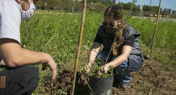 Limpieza de la costa y plantación de árboles nativos en una jornada ambiental en Vicente López.