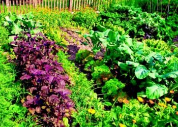 Para sembrar en casa: un taller de huerta agroecológica se realizará en Vicente López.