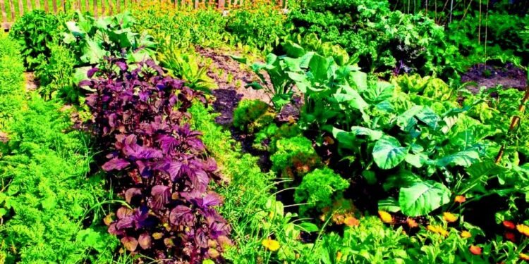 Para sembrar en casa: un taller de huerta agroecológica se realizará en Vicente López.