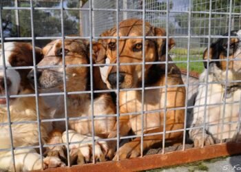 El Palomar: Desbaratan un criadero de más de 50 perros.