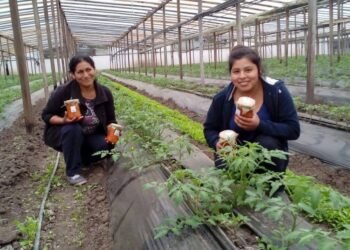 VICENTE LÓPEZ: Verduras, frutas y productos agroecológicos del productor al consumidor.
