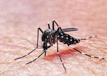 Dengue:  Como cuidarnos desde casa.