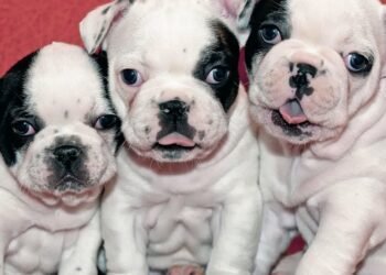 TRES DE FEBRERO: Continúa el Hospital Veterinario gratuito.