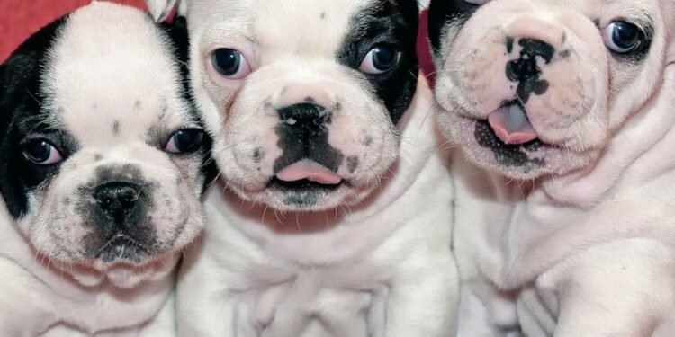 TRES DE FEBRERO: Continúa el Hospital Veterinario gratuito.