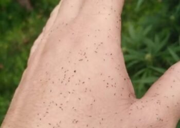 Qué son los ‘bichitos negros’ que invadieron Buenos Aires.