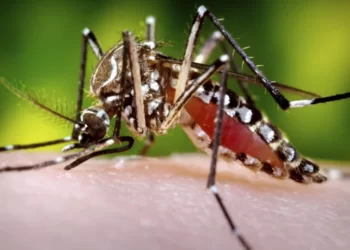 SE VIENE EL DENGUE A CUIDARSE.