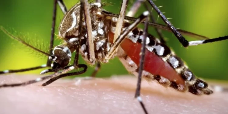 SE VIENE EL DENGUE A CUIDARSE.