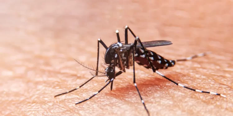 NUEVOS CASOS DE DENGUE, COMO CUIDARNOS.