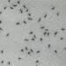 DENGUE: NUEVA INVASION DE MOSQUITOS.
