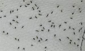 DENGUE: NUEVA INVASION DE MOSQUITOS.