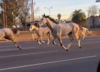 Caballos sueltos por Panamericana , el transito fue un caos.