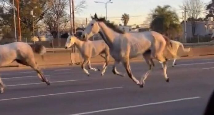 Caballos sueltos por Panamericana , el transito fue un caos.
