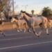 Caballos sueltos por Panamericana , el transito fue un caos.