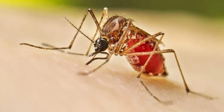 Comenzó el envío de turnos para vacunación contra el Dengue en PBA.