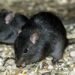 Confirmaron cinco casos de hantavirus en la Provincia de Buenos Aires.