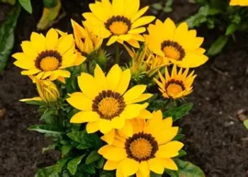 HOY SE CELEBRA EL DIA DE LA PRIMAVERA Y DEL ESTUDIANTE.