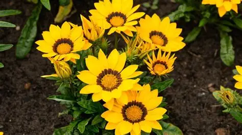 HOY SE CELEBRA EL DIA DE LA PRIMAVERA Y DEL ESTUDIANTE.