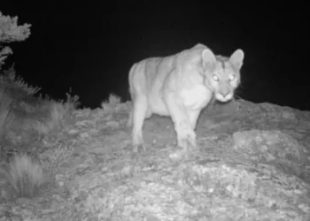 PILAR : Vuelven a avistar un puma en el barrio privado Los Jazmines.