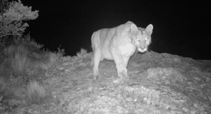 PILAR : Vuelven a avistar un puma en el barrio privado Los Jazmines.