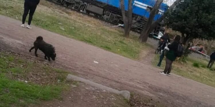 Demoras y cancelaciones en el Tren Sarmiento, ramal Lobos, tras el atropello de un joven.
