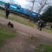 Demoras y cancelaciones en el Tren Sarmiento, ramal Lobos, tras el atropello de un joven.