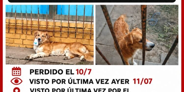 Una familia de Hurlingham busca desesperadamente a Simba, su mascota desaparecida.
