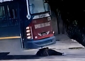 Milagro en Pontevedra: una mujer sobrevivió tras ser atropellada por un colectivo de la línea 236.