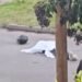 Un policía mató a un presunto motochorro durante un intento de robo en Lomas de Zamora.