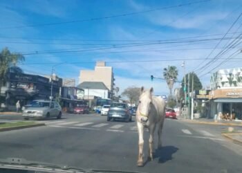 Un caballo suelto sorprendió a automovilistas y peatones en una avenida de Hurlingham