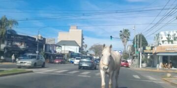 Un caballo suelto sorprendió a automovilistas y peatones en una avenida de Hurlingham
