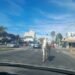 Un caballo suelto sorprendió a automovilistas y peatones en una avenida de Hurlingham
