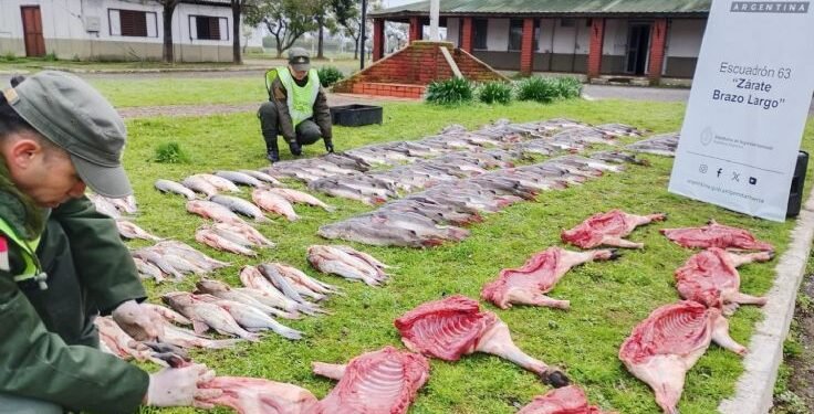 Gendarmería secuestró carpinchos faenados y más de 12 mil paquetes de cigarrillos en Zárate