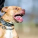 Tragedia: una beba murió tras ser atacada por un perro dentro de una vivienda
