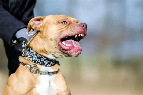 Tragedia: una beba murió tras ser atacada por un perro dentro de una vivienda